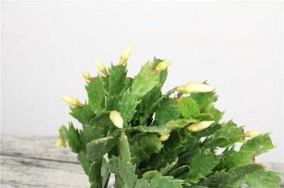 蟹爪蘭新葉不發(fā)怎么辦 蟹爪蘭養(yǎng)護(hù)技巧全解析